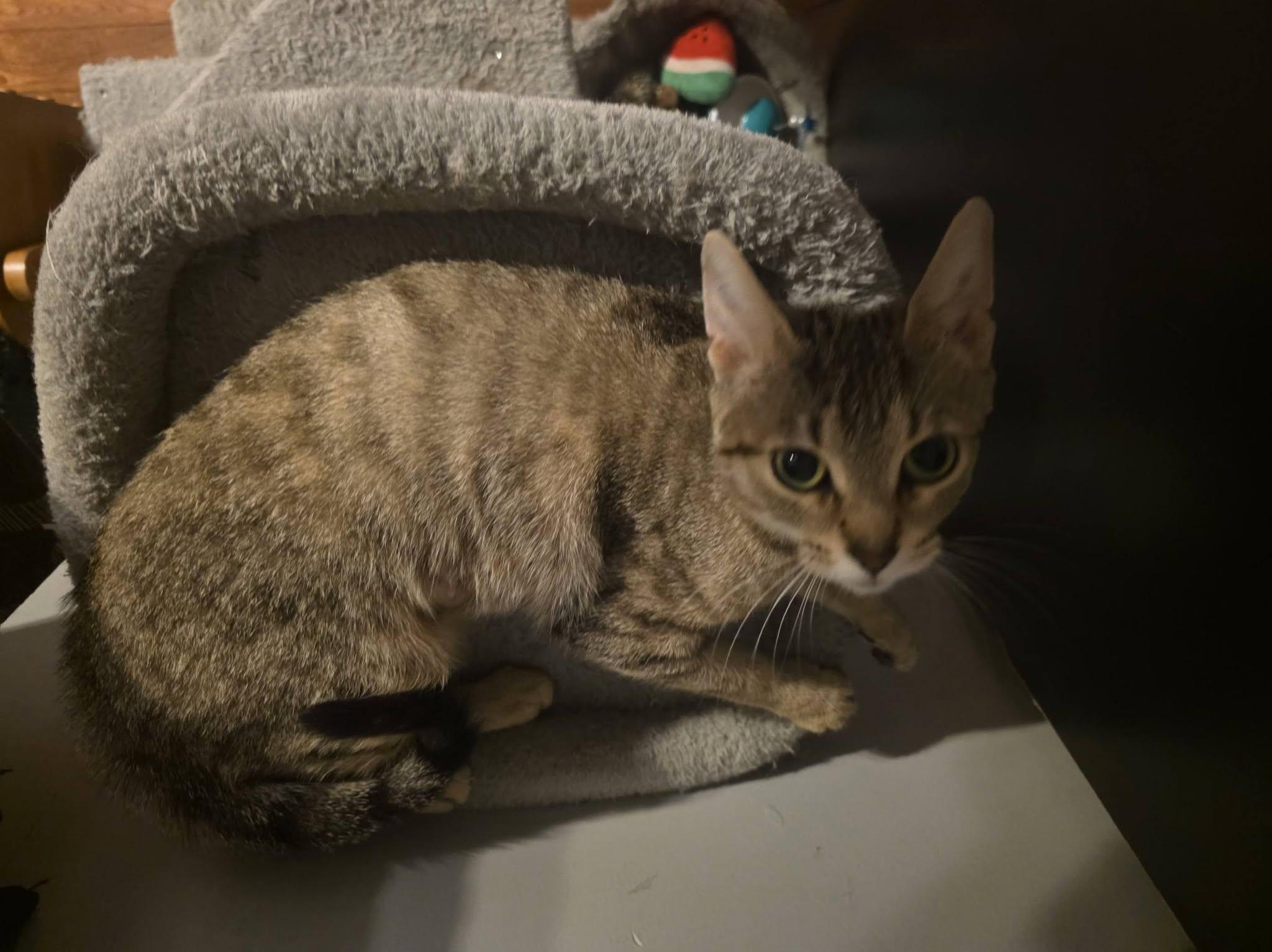 Enlarge Savannah, a Adoptable Domestic Short Hair in Spencerville, ON image 2/6