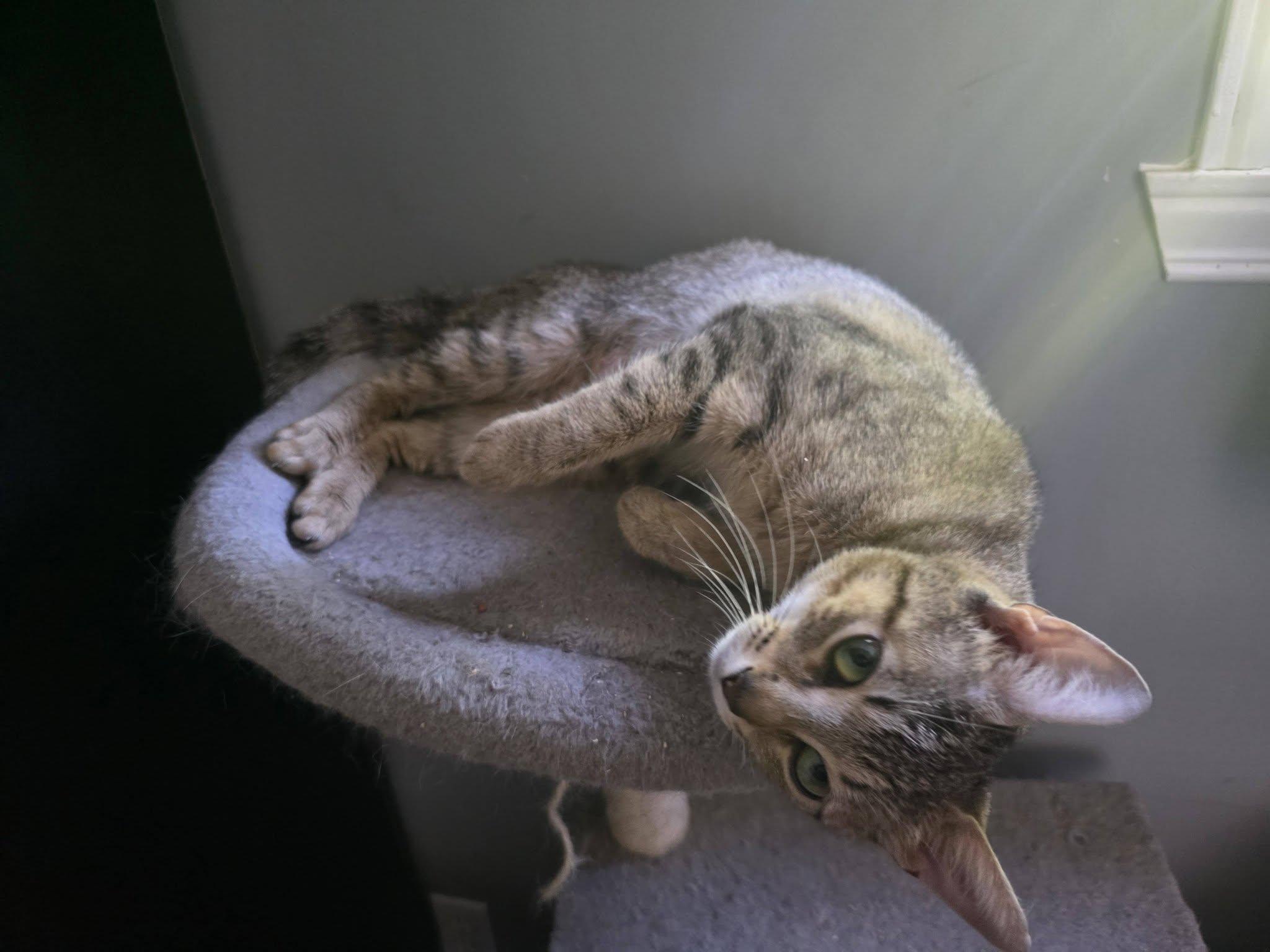 Enlarge Savannah, a Adoptable Domestic Short Hair in Spencerville, ON image 5/6