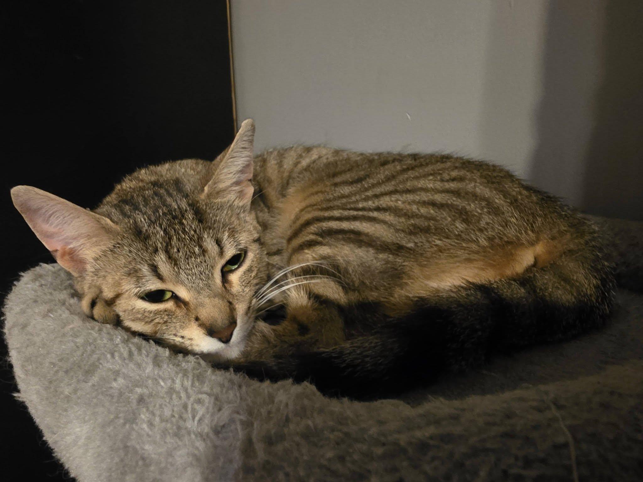 Enlarge Savannah, a Adoptable Domestic Short Hair in Spencerville, ON image 3/6