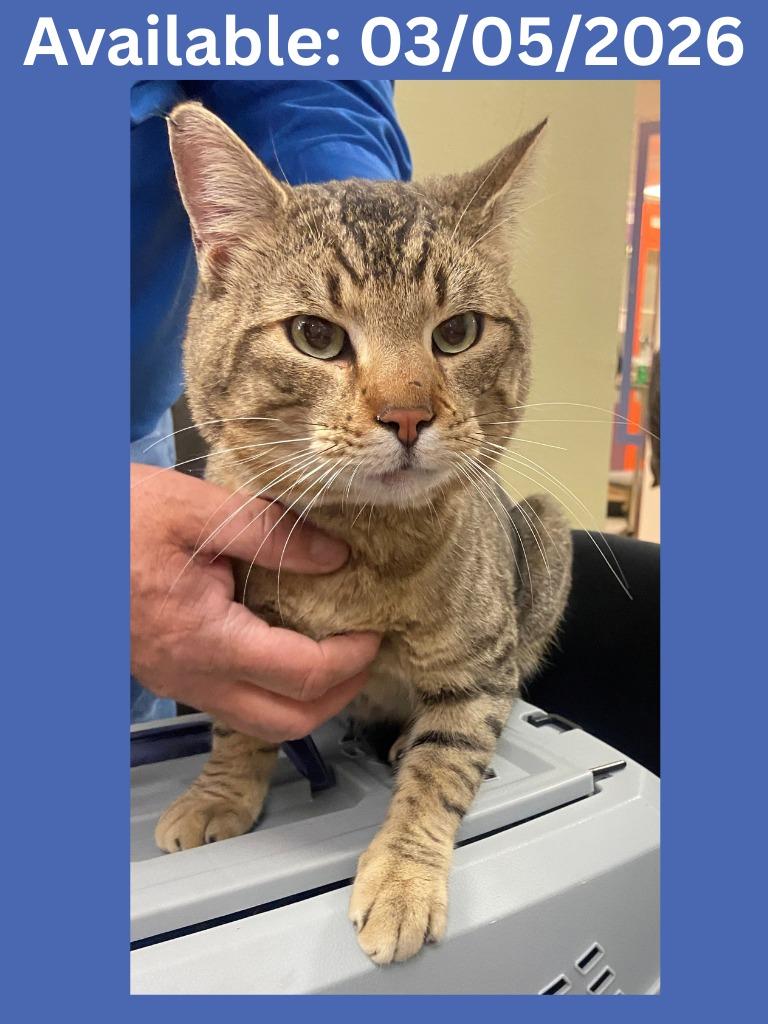 Cat Condo #8, Adoptable, Adult Male Domestic Short Hair & Mixed Breed.