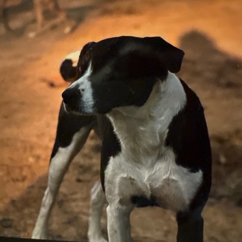 JACKIE, a Adoptable mixed breed in Shawnee, OK image 2/6