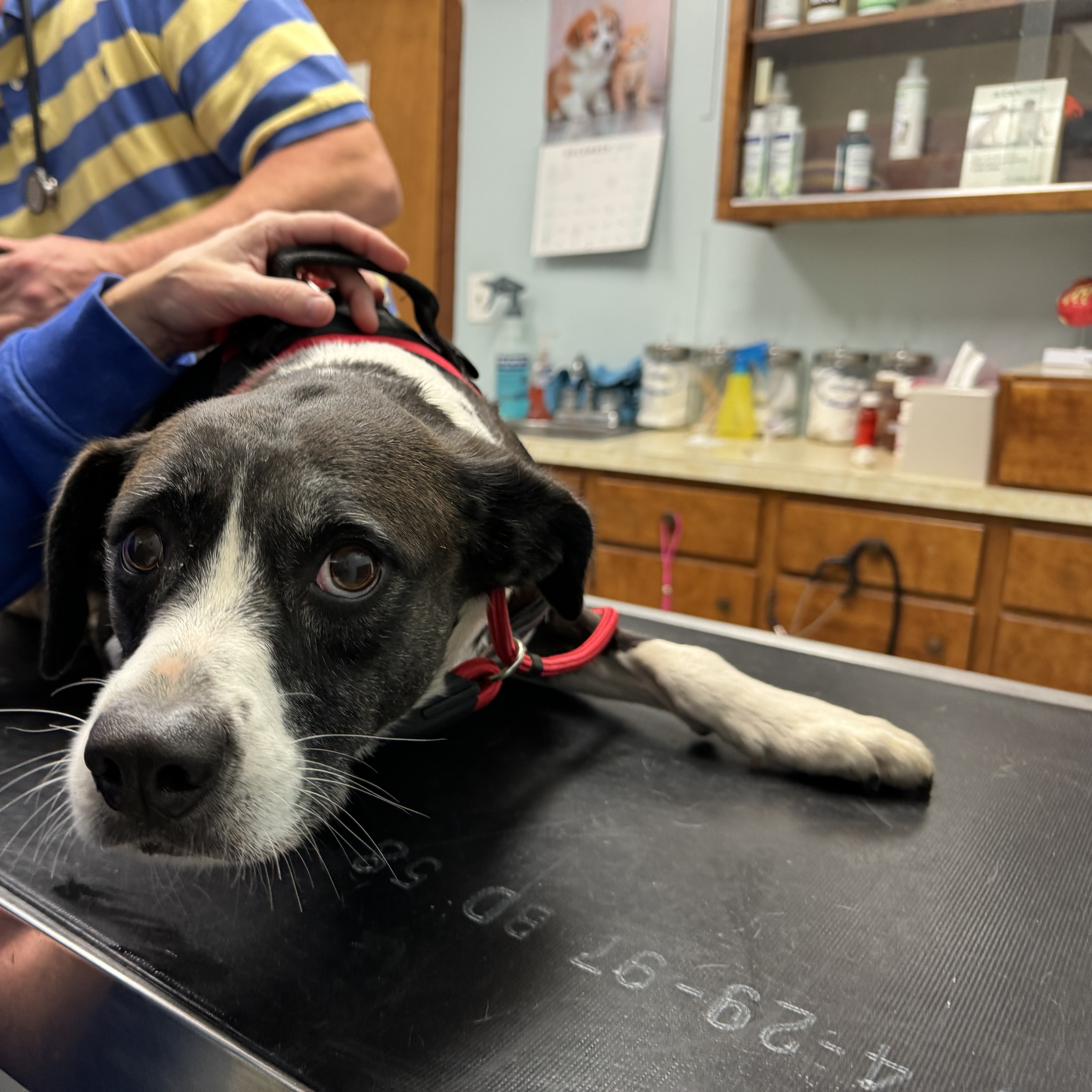 JACKIE, a Adoptable mixed breed in Shawnee, OK image 3/6