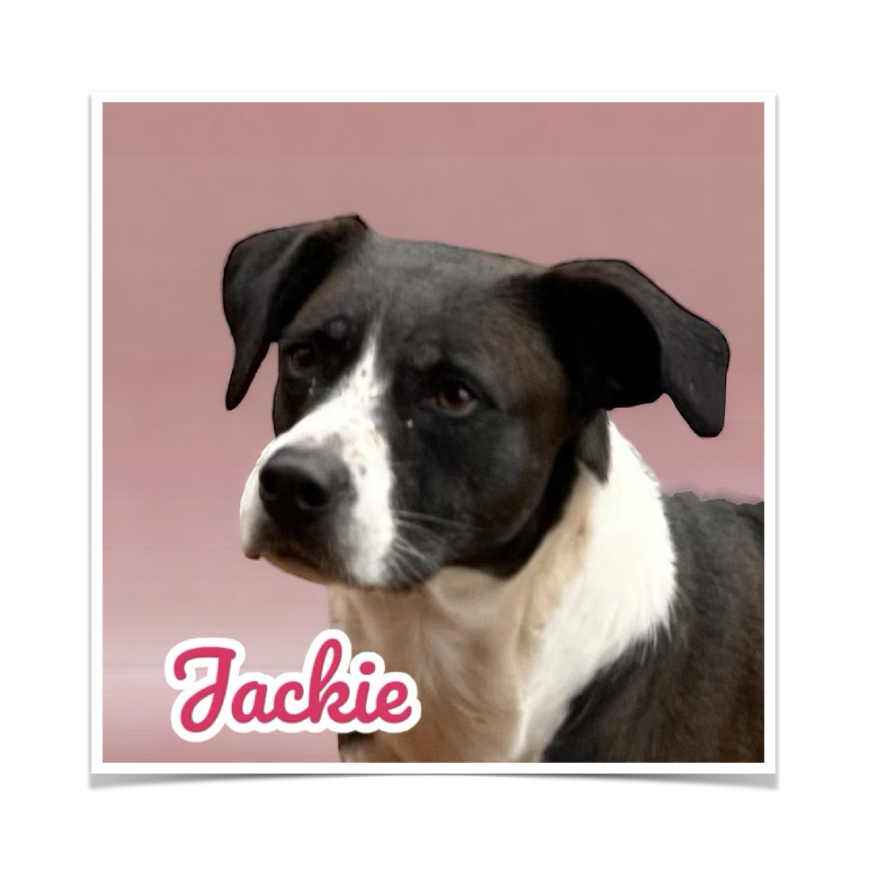 JACKIE, Adoptable, Adult Female Mixed Breed.
