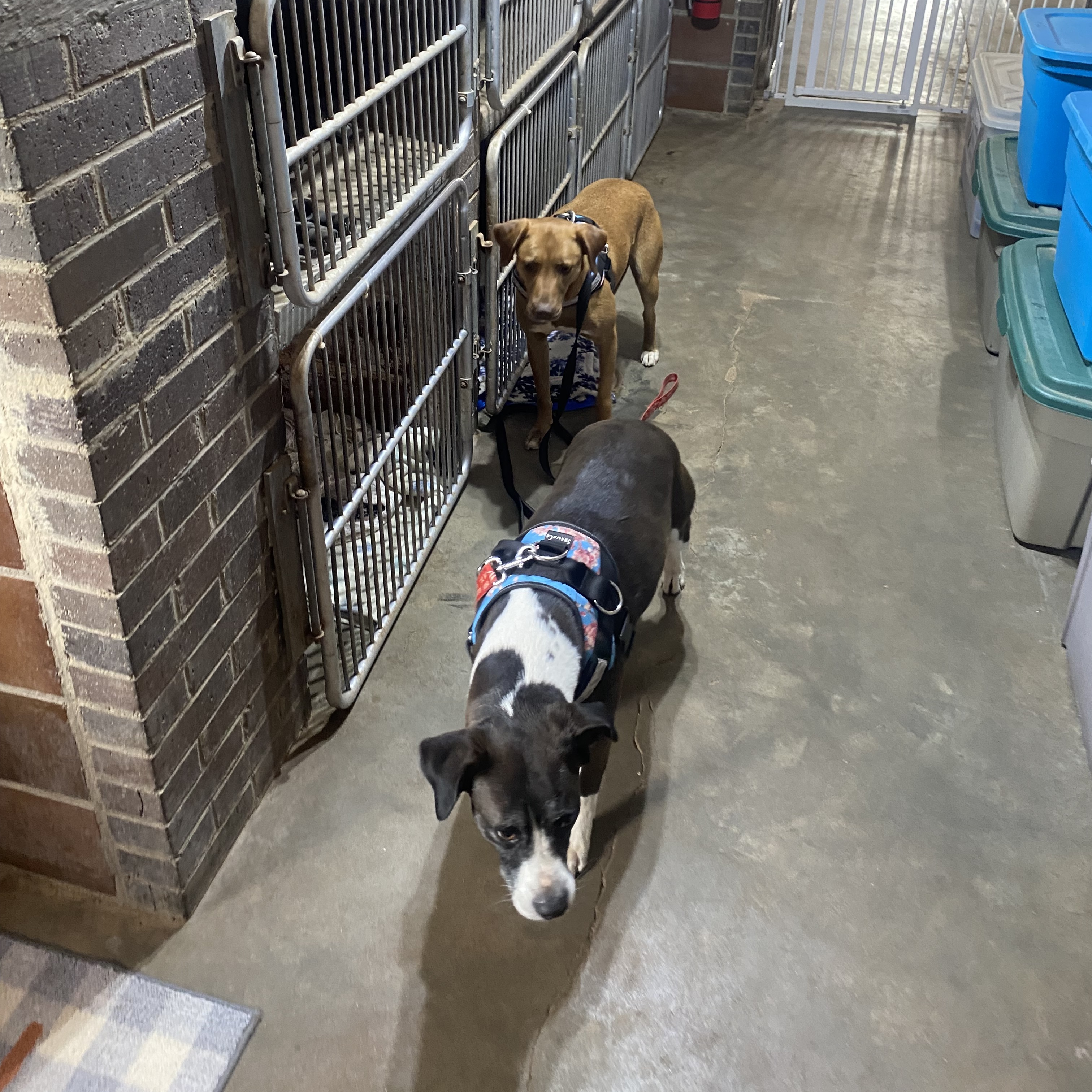 JACKIE, a Adoptable mixed breed in Shawnee, OK image 6/6