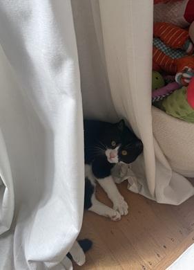 Sesame, Adoptable, Young Female Domestic Short Hair & Tuxedo.