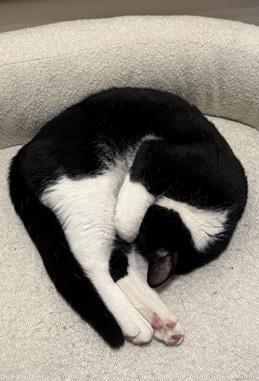 Enlarge Sesame, a Adoptable mixed breed in San Francisco, CA image 2/6