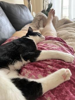 Enlarge Sesame, a Adoptable mixed breed in San Francisco, CA image 3/6