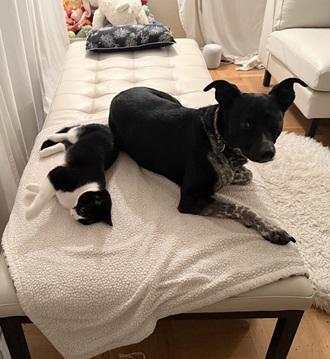 Enlarge Sesame, a Adoptable mixed breed in San Francisco, CA image 4/6