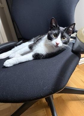 Enlarge Sesame, a Adoptable mixed breed in San Francisco, CA image 5/6