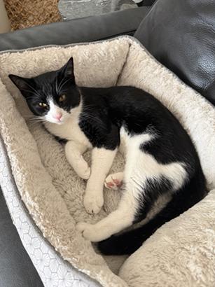 Enlarge Sesame, a Adoptable mixed breed in San Francisco, CA image 6/6