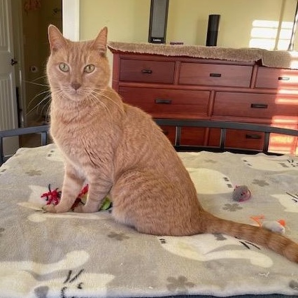 Felix - Athens, Ga, Adoptable, Adult Male Domestic Short Hair & Tabby.