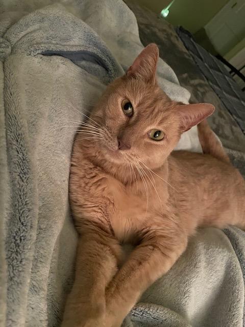 Felix - Athens, Ga, Adoptable, Adult Male Domestic Short Hair & Tabby.