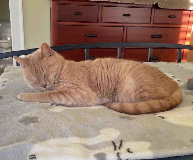 Felix - Athens, Ga, a Adoptable mixed breed in Athens, GA image 3/5