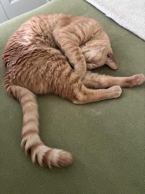 Felix - Athens, Ga, a Adoptable mixed breed in Athens, GA image 4/5