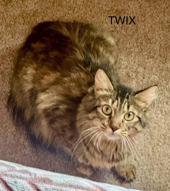 Twix long haired, adopted, Adult Female Domestic Long Hair & Maine Coon.