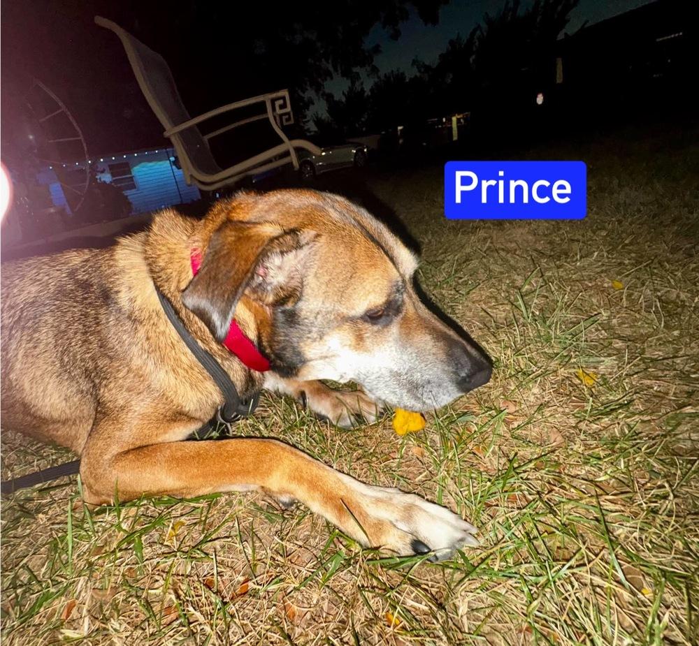 Prince, Adoptable, Adult Male German Shepherd Dog & Mixed Breed.