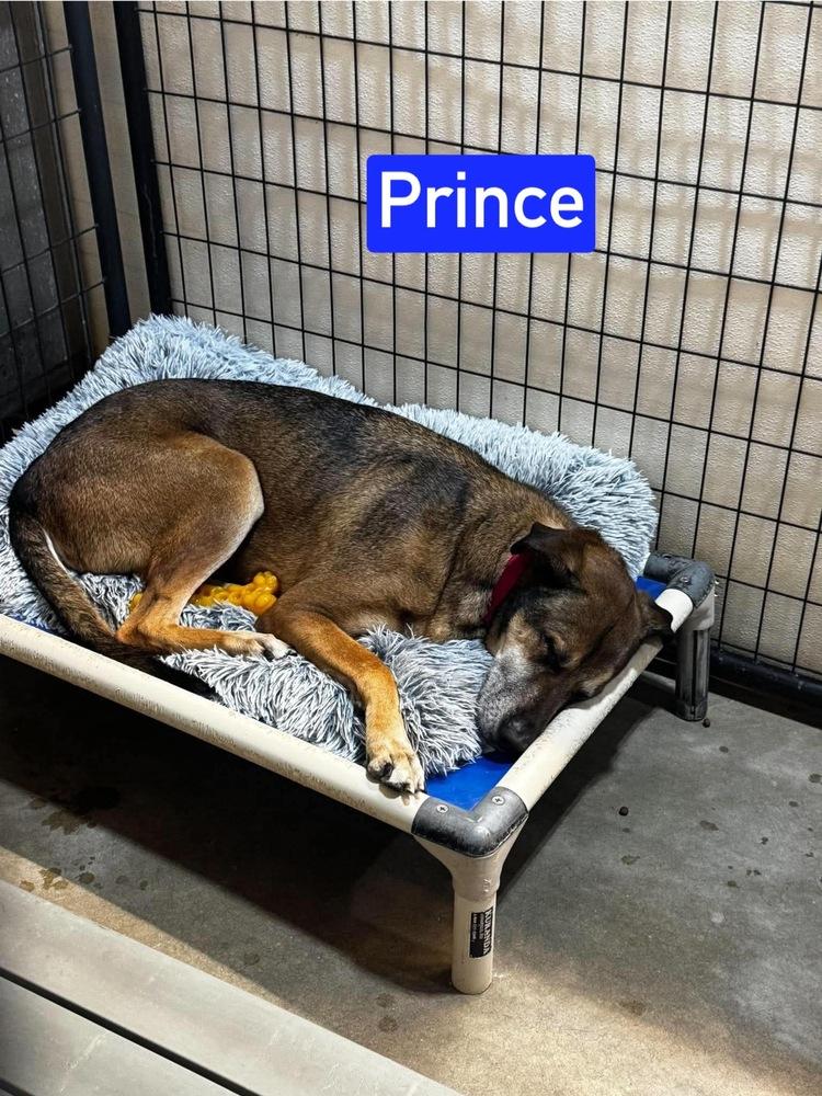 Enlarge Prince, a Adoptable mixed breed in Warrenton, MO image 2/4