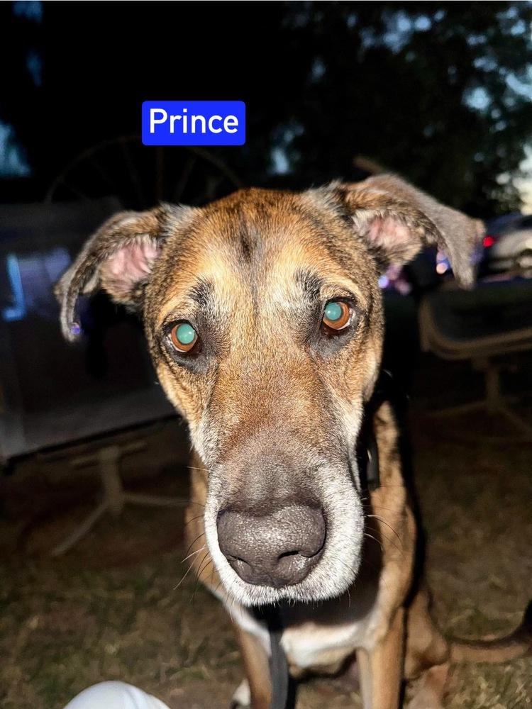 Enlarge Prince, a Adoptable mixed breed in Warrenton, MO image 3/4