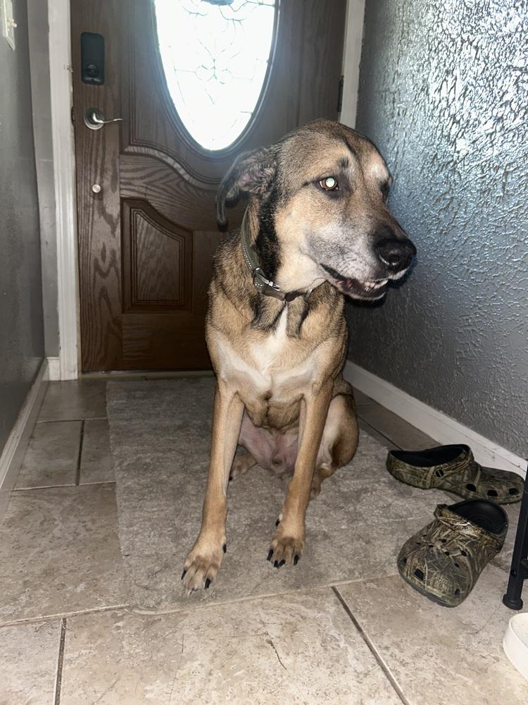 Enlarge Prince, a Adoptable mixed breed in Warrenton, MO image 1/1