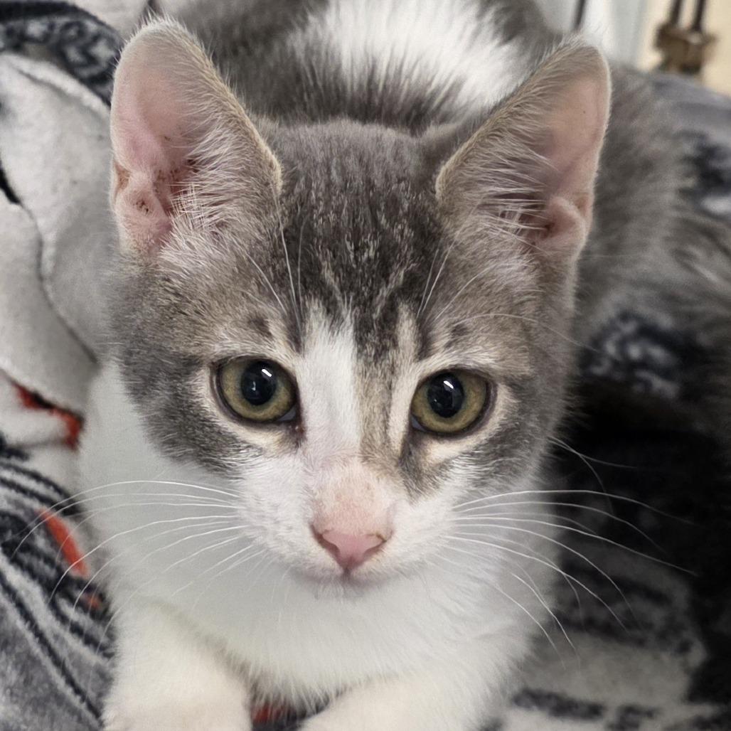 Marley, adopted, Kitten Female Domestic Short Hair.