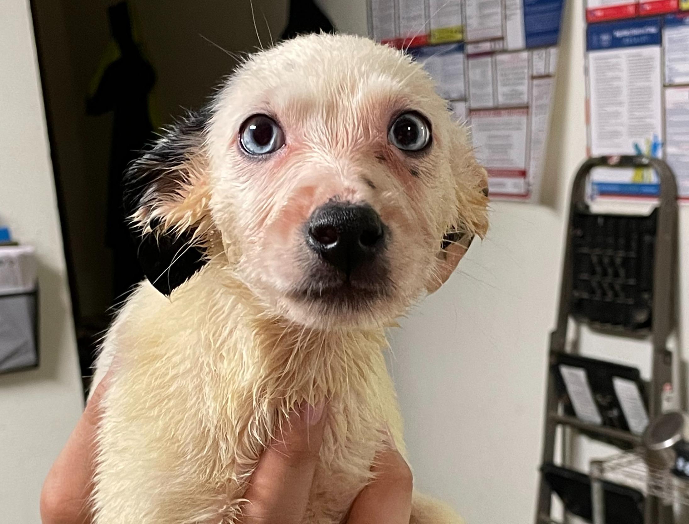 Dagmar, an adoptable Mixed Breed in Portales, NM, 88130 | Photo Image 1