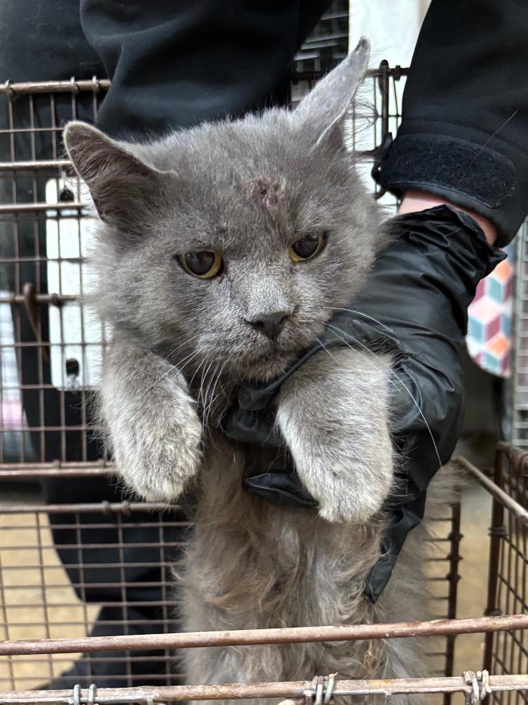 Enlarge Whisper, a Adoptable mixed breed in Gillette, WY image 1/2