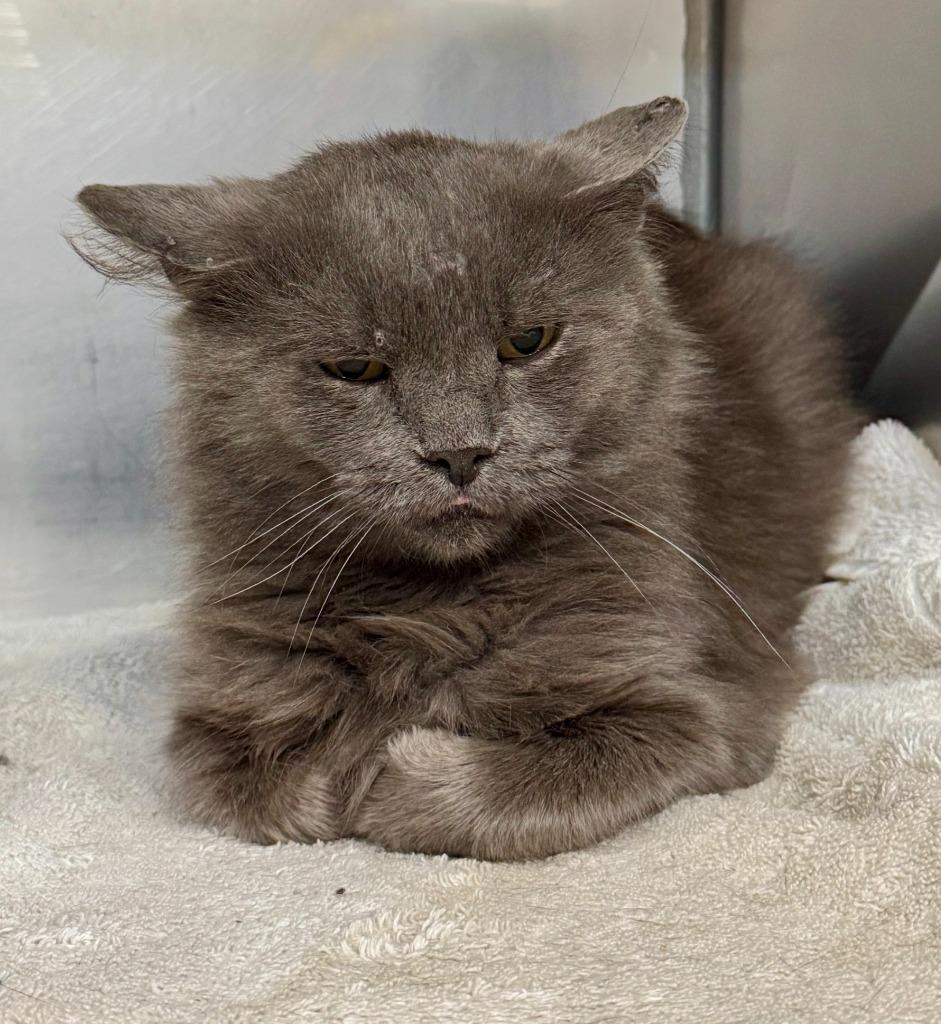 Enlarge Whisper, a Adoptable mixed breed in Gillette, WY image 2/2