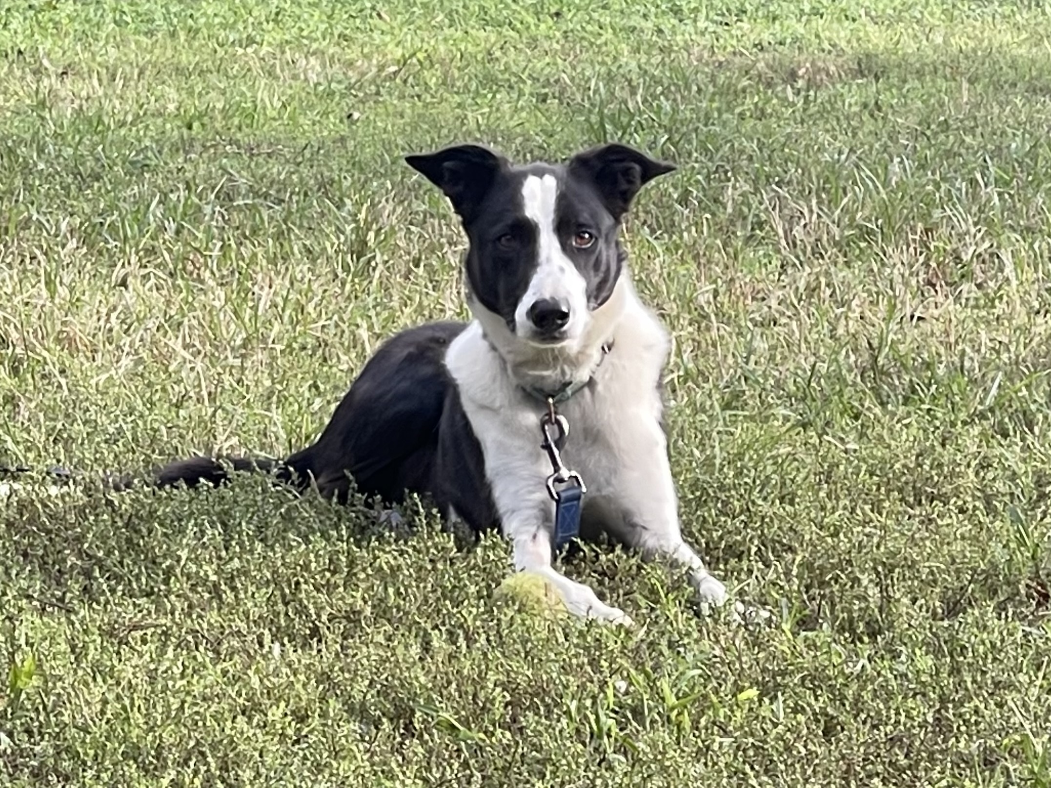 Pan, Adult Female Border Collie