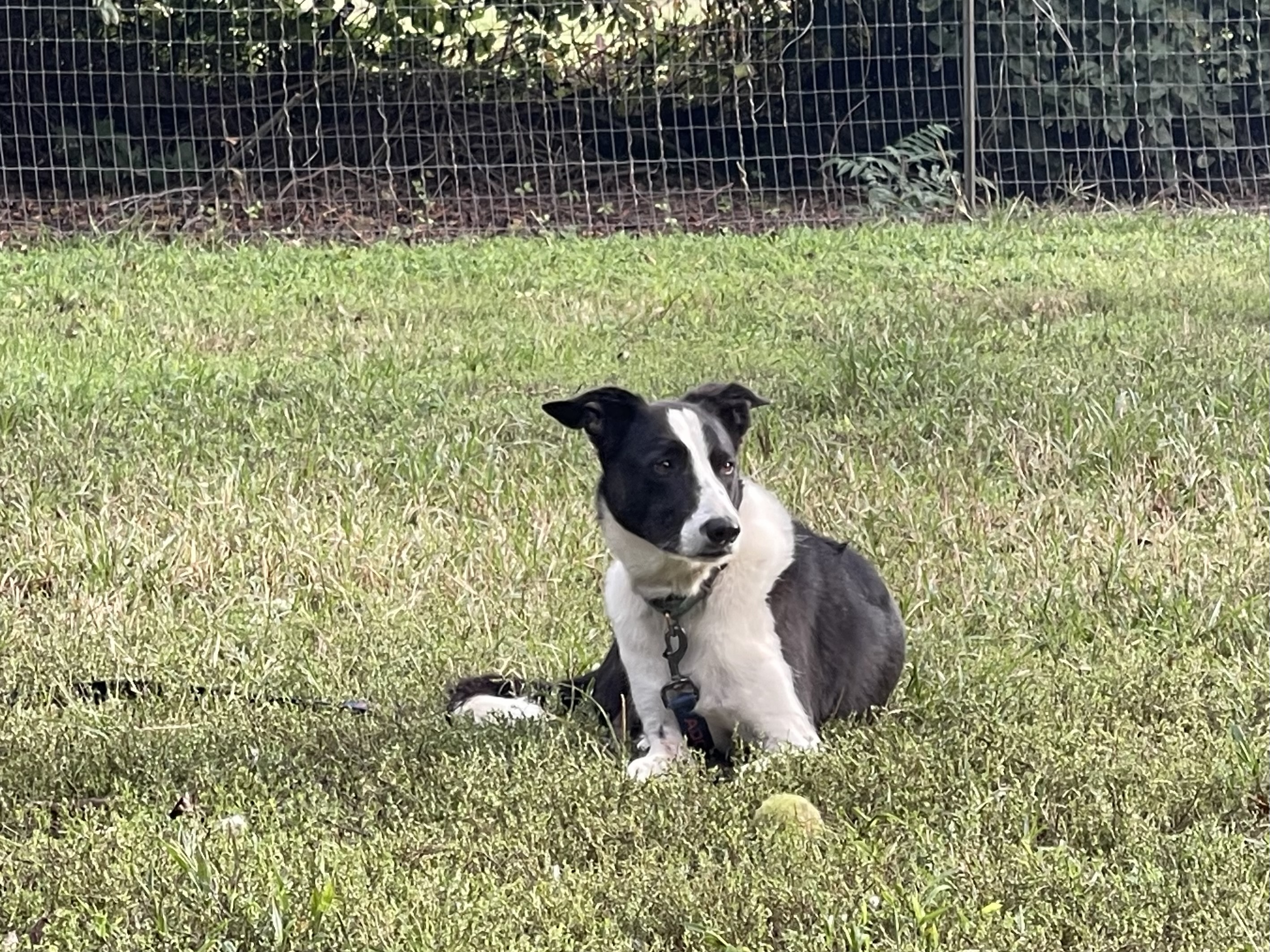 Enlarge Pan, a Adoptable Border Collie in Chestertown, MD image 8/8