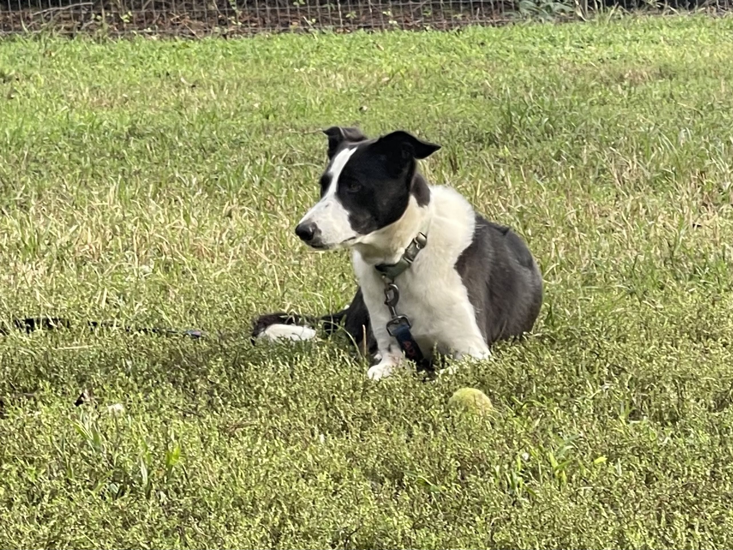 Enlarge Pan, a Adoptable Border Collie in Chestertown, MD image 7/8