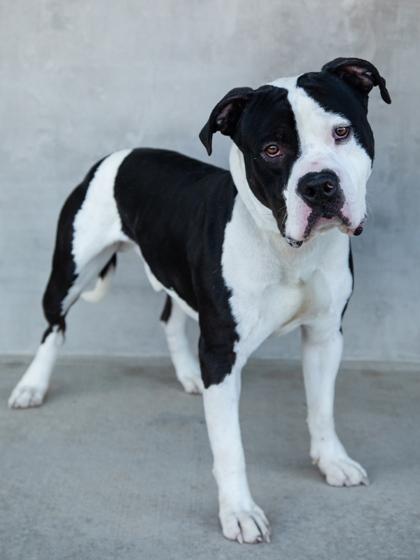 Uzu, Adoptable, Adult Male Mixed Breed & Mixed Breed.