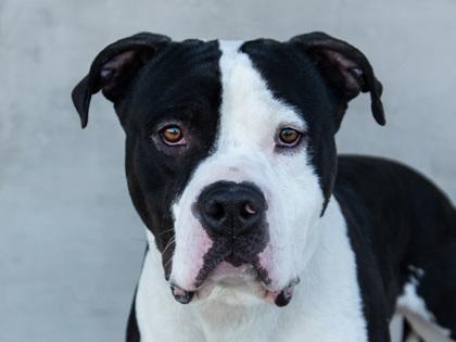 Enlarge Uzu, a Adoptable mixed breed in Longmont, CO image 2/3