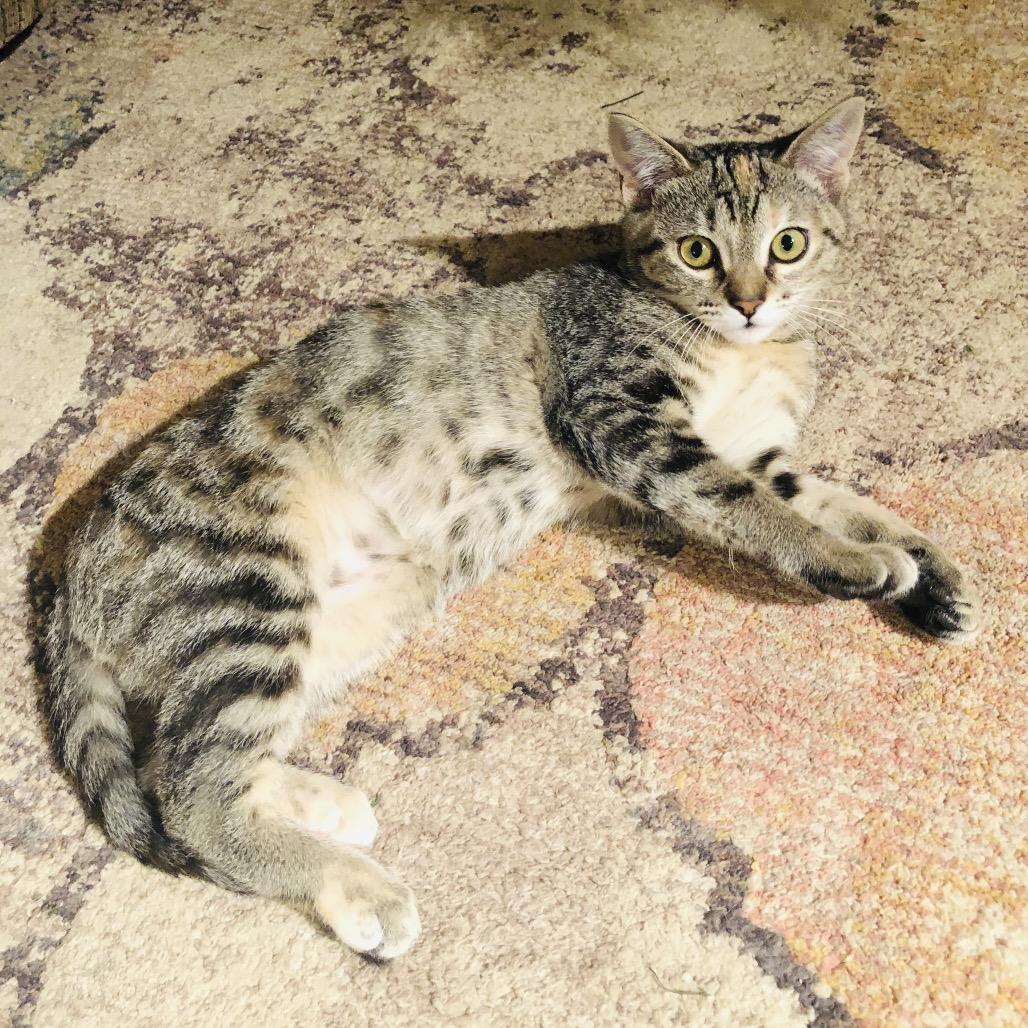 Maple, Adoptable, Kitten Female Domestic Short Hair.