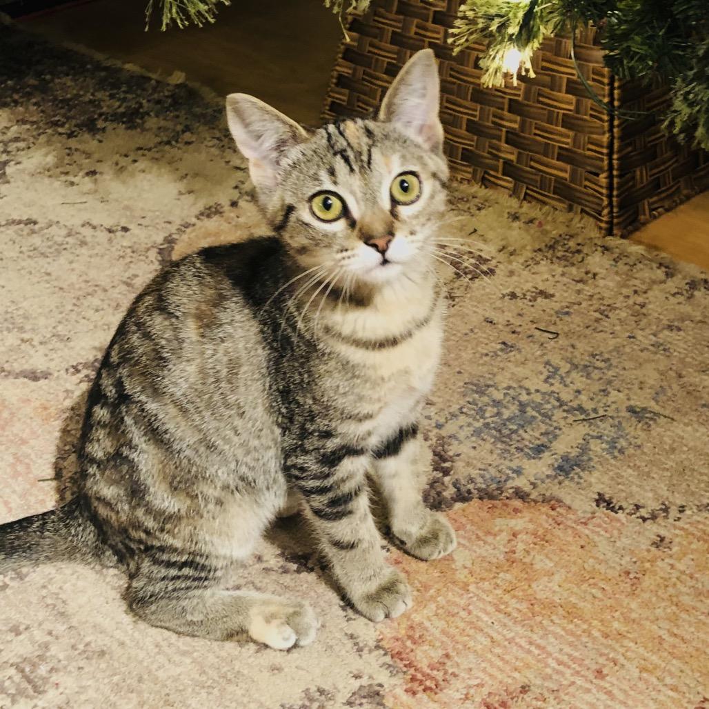 Enlarge Maple, a Adoptable Domestic Short Hair in Kenai, AK image 2/4