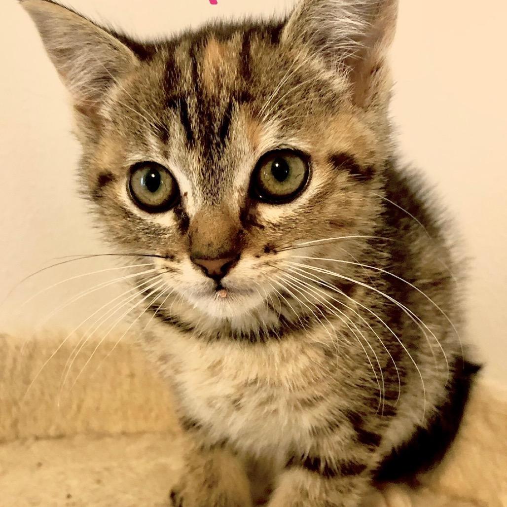 Enlarge Maple, a Adoptable Domestic Short Hair in Kenai, AK image 3/4