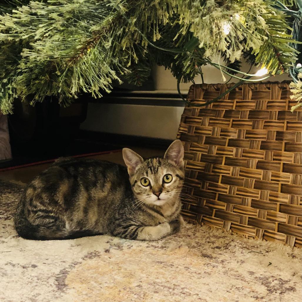Enlarge Maple, a Adoptable Domestic Short Hair in Kenai, AK image 4/4