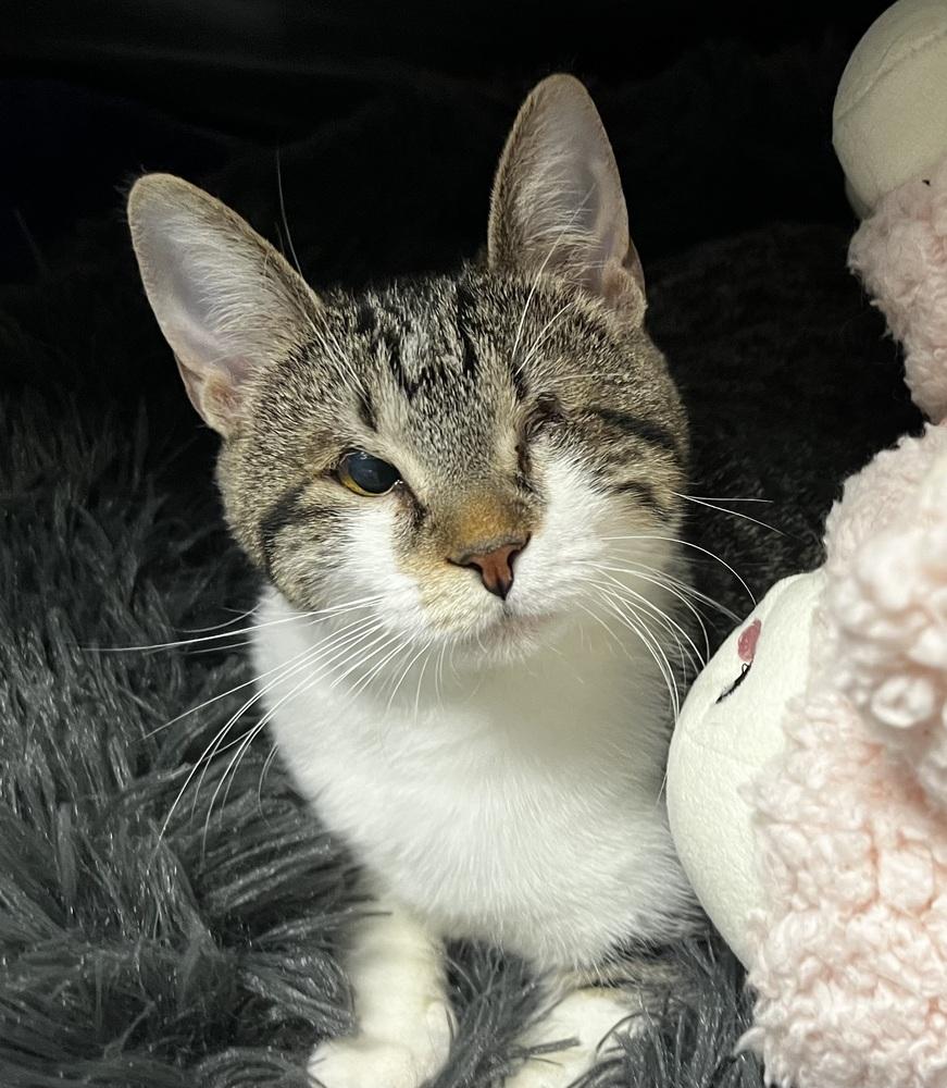 Jenny, Adoptable, Young Female Domestic Short Hair & Tabby.