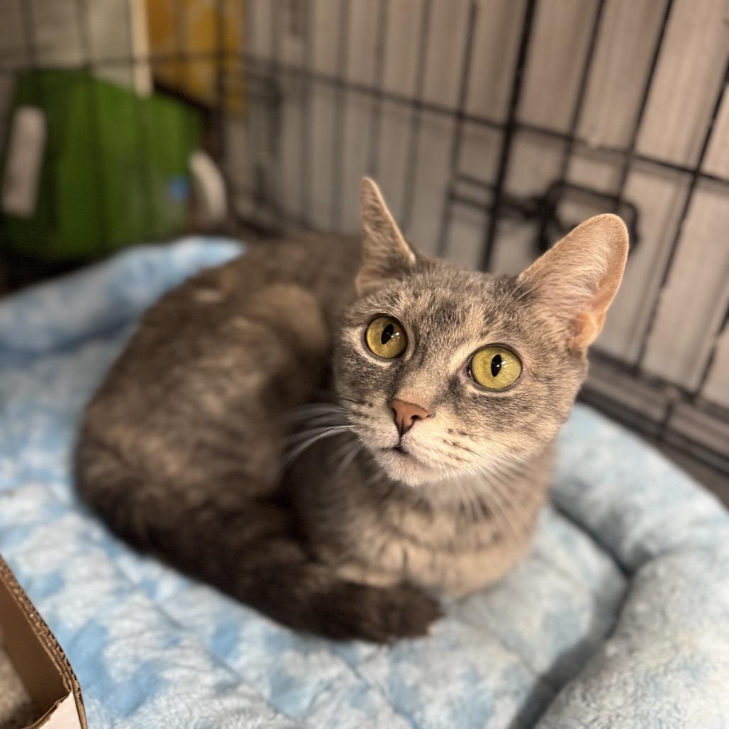 Enlarge Victoria, a Adoptable Domestic Short Hair in Pasadena , MD image 1/4