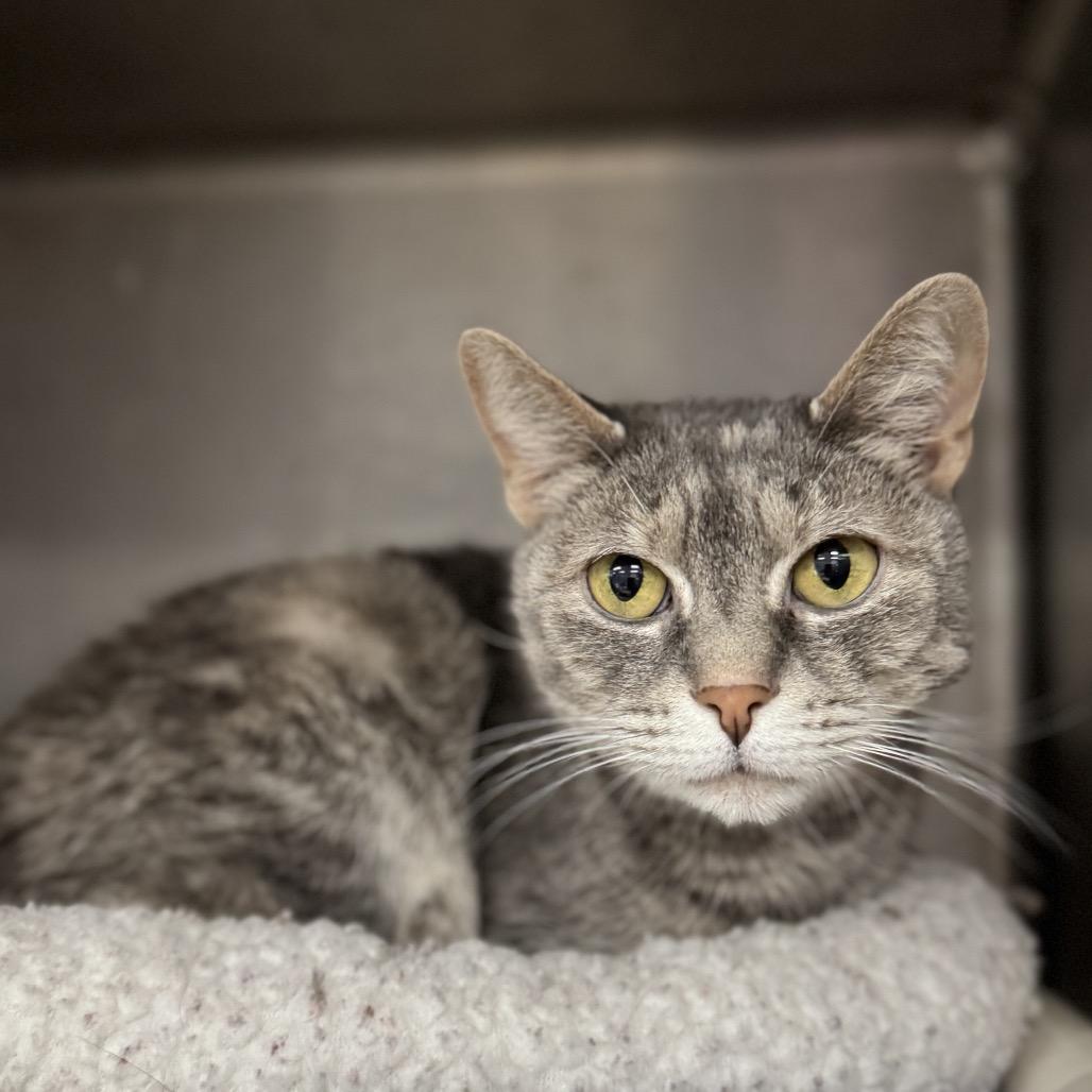 Victoria, a Adoptable Domestic Short Hair in Pasadena , MD image 2/4