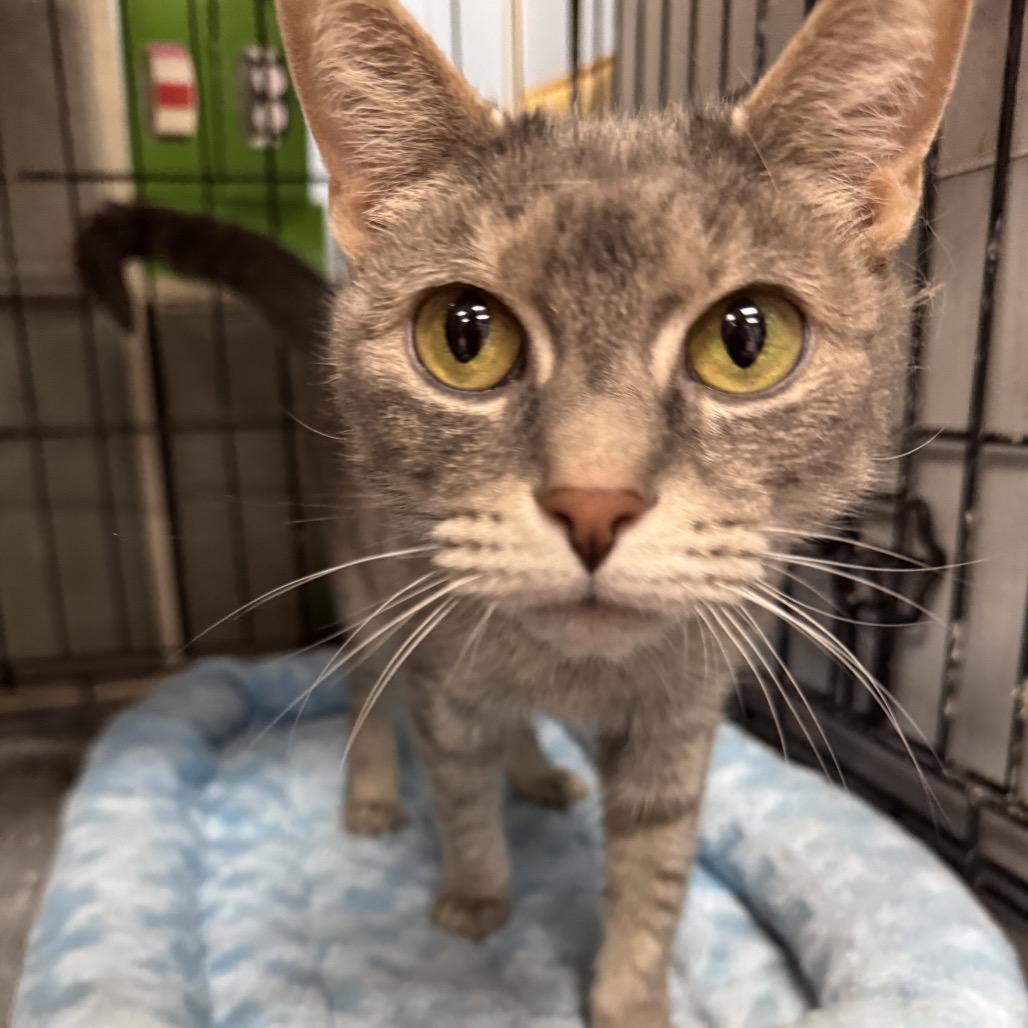 Victoria, a Adoptable Domestic Short Hair in Pasadena , MD image 3/4