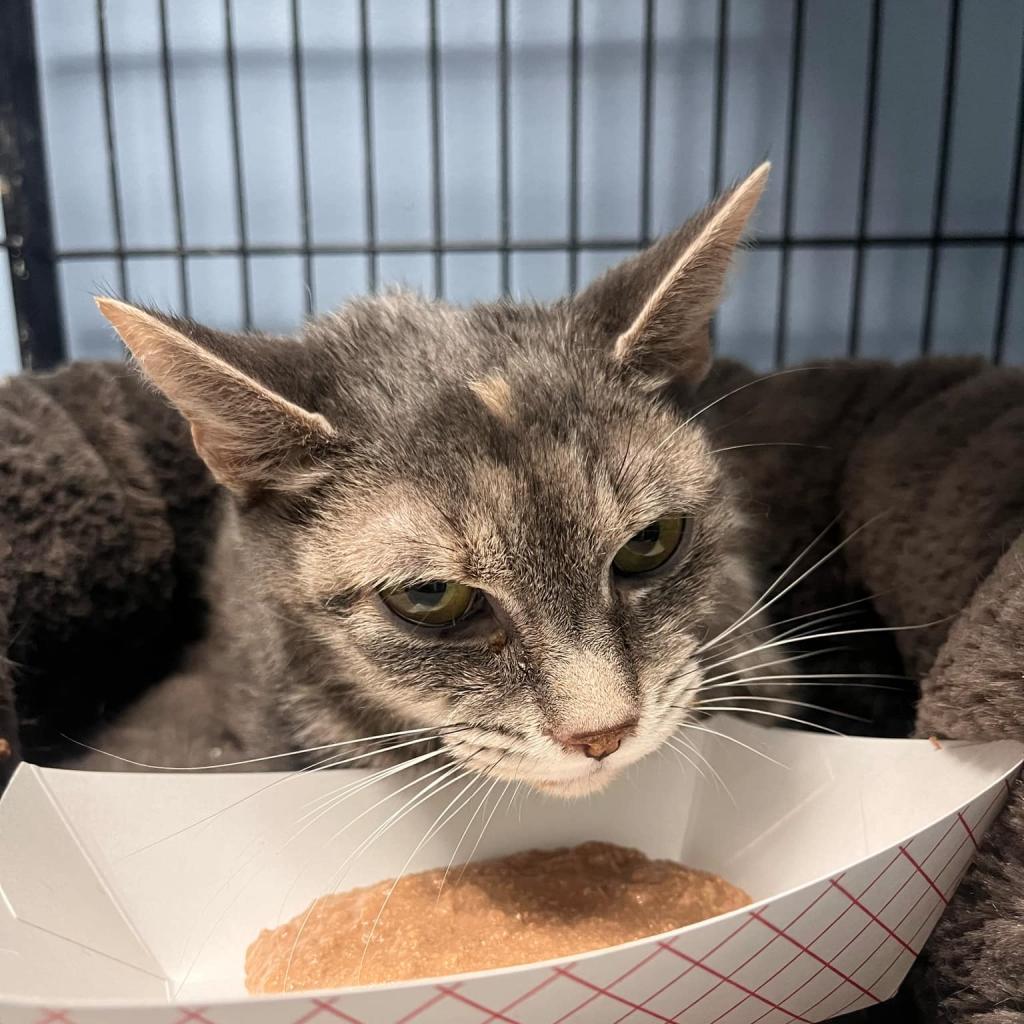 Enlarge Victoria, a Adoptable Domestic Short Hair in Pasadena , MD image 4/4