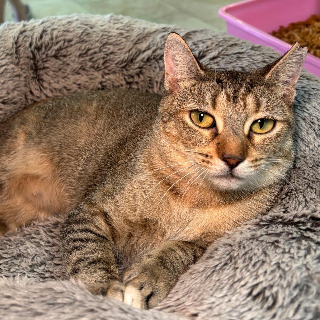 Pam, Adoptable, Young Female Domestic Short Hair.