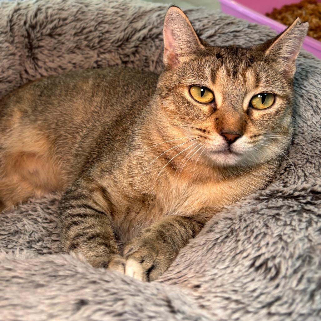 Enlarge Pam, a Adoptable Domestic Short Hair in Galveston, TX image 2/4