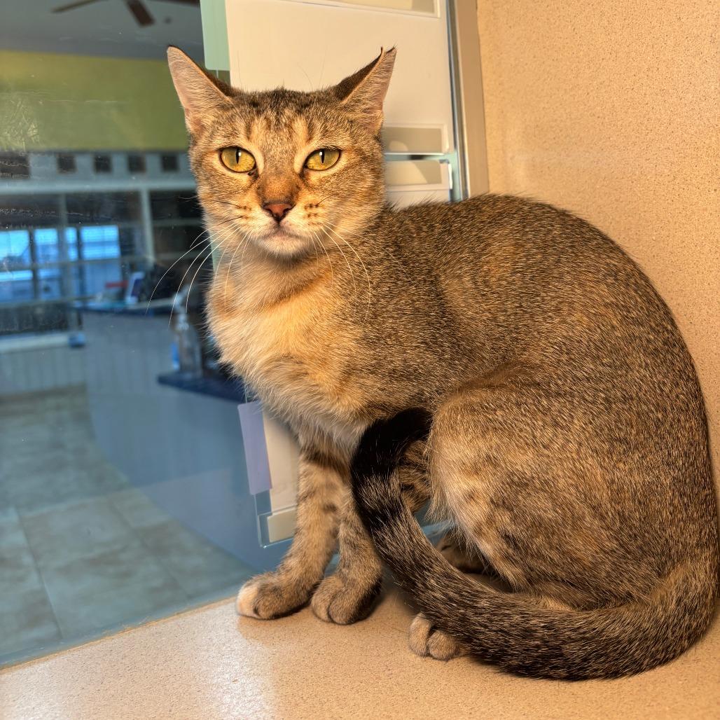 Enlarge Pam, a Adoptable Domestic Short Hair in Galveston, TX image 3/4