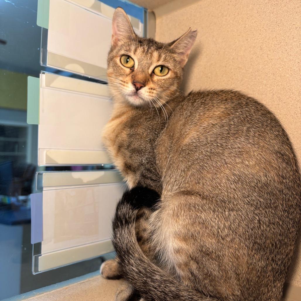 Enlarge Pam, a Adoptable Domestic Short Hair in Galveston, TX image 4/4