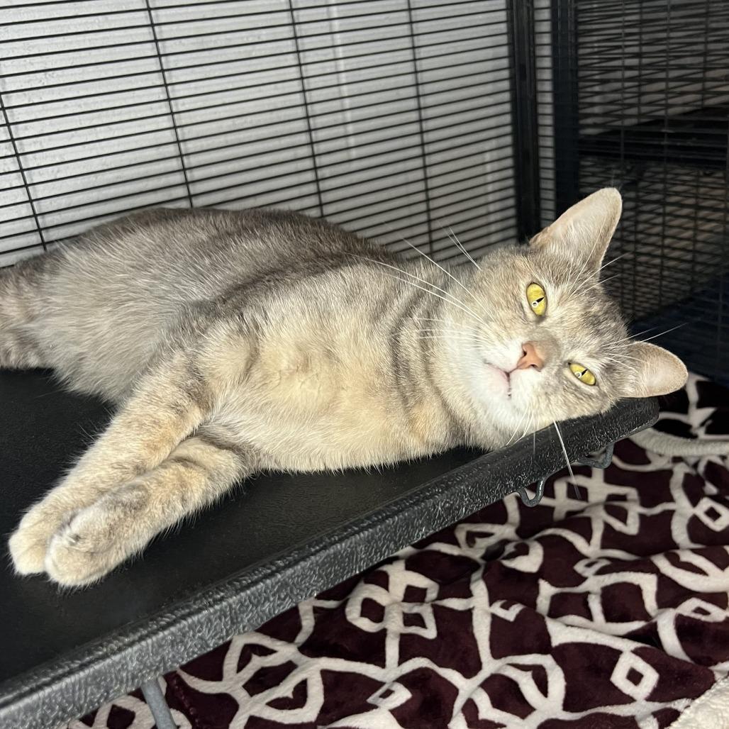 Beetlejuice, a Adoptable Domestic Short Hair in Panama City Beach, FL image 1/3