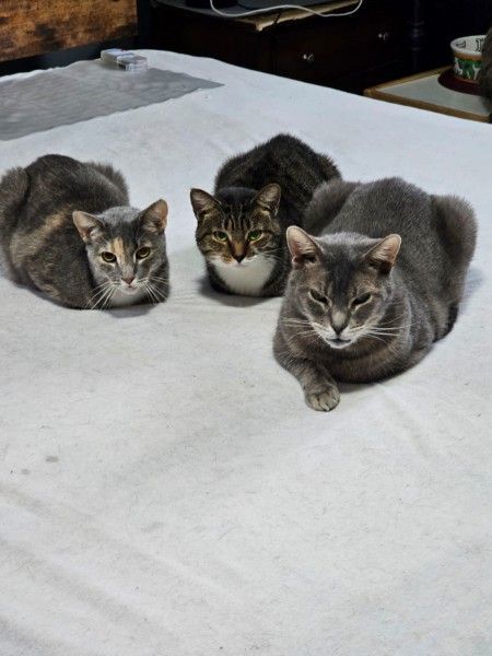 Enlarge Mickie  (In the Middle), a Adoptable mixed breed in Watchung, NJ image 1/1