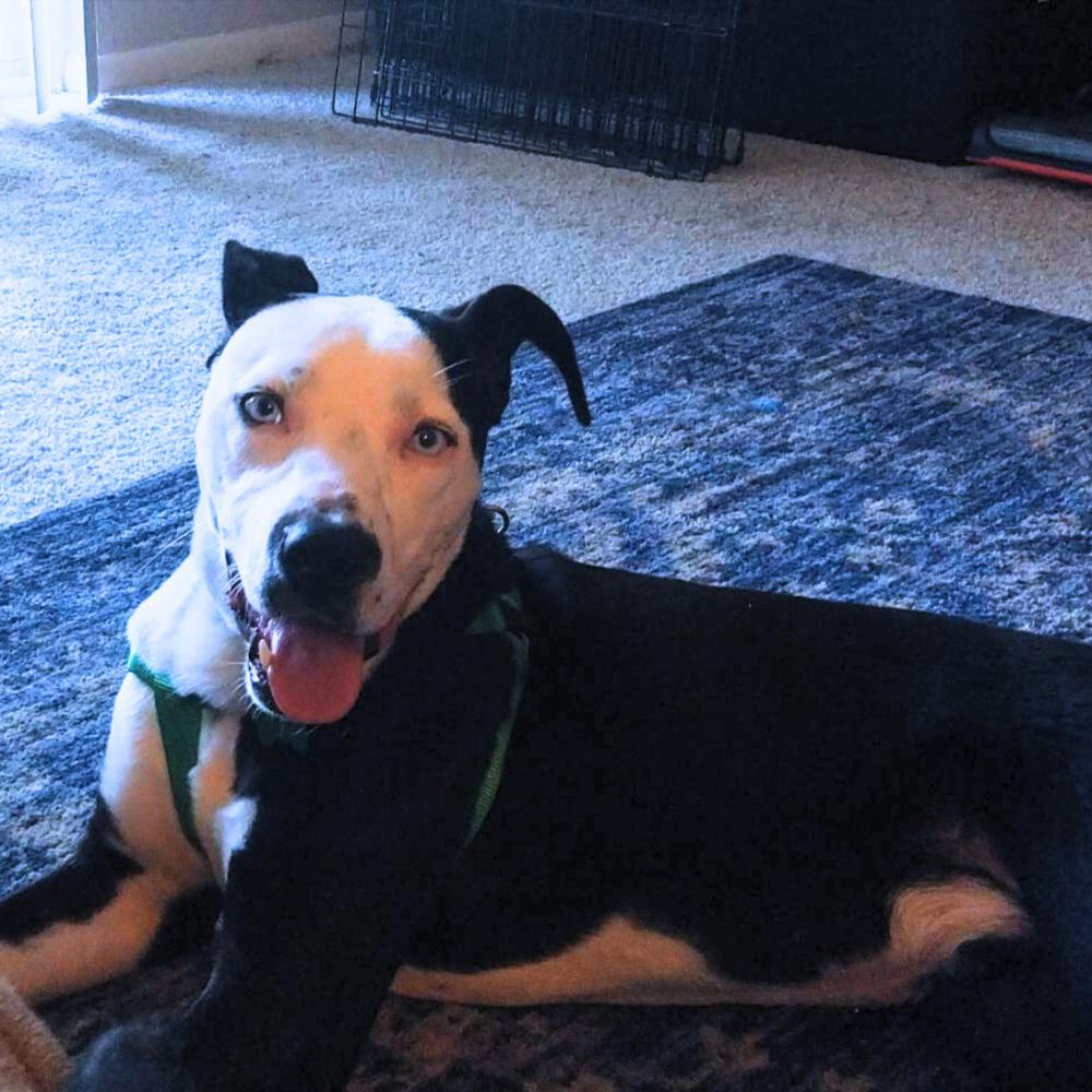 Enlarge Mickey aka Oscar, a Adoptable mixed breed in Colorado Springs, CO image 3/5