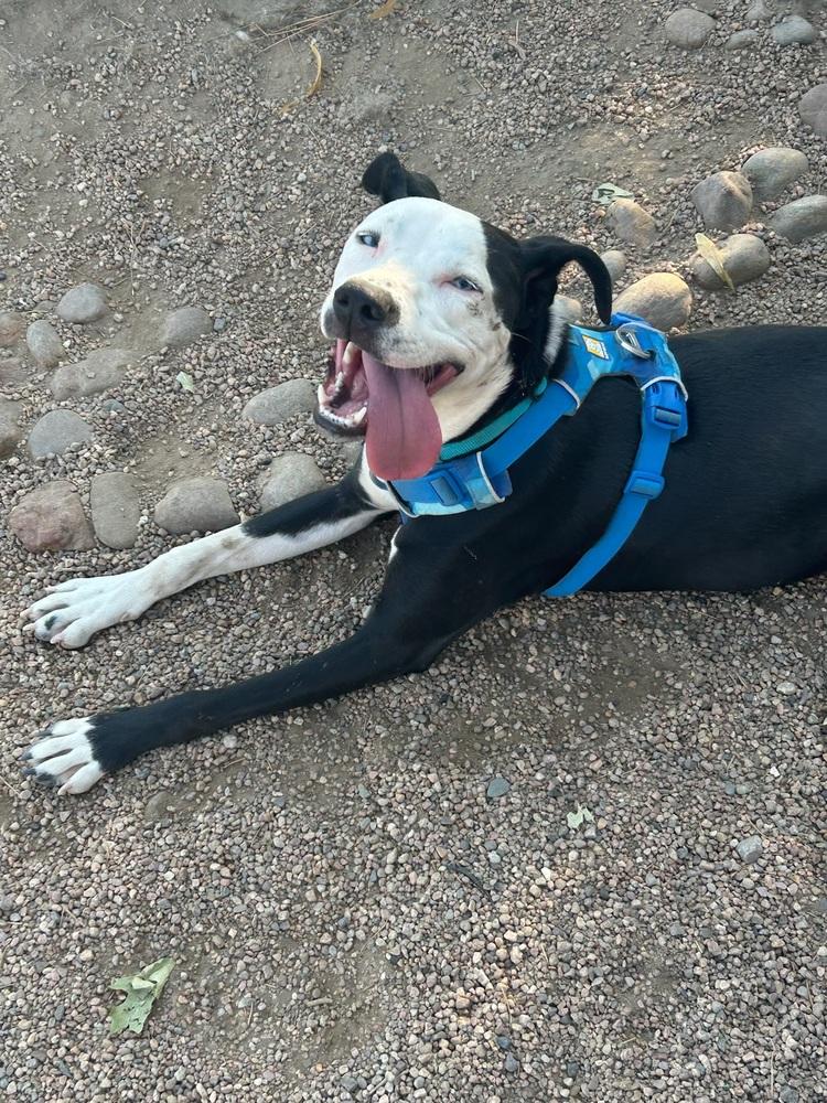 Enlarge Mickey aka Oscar, a Adoptable mixed breed in Colorado Springs, CO image 5/5