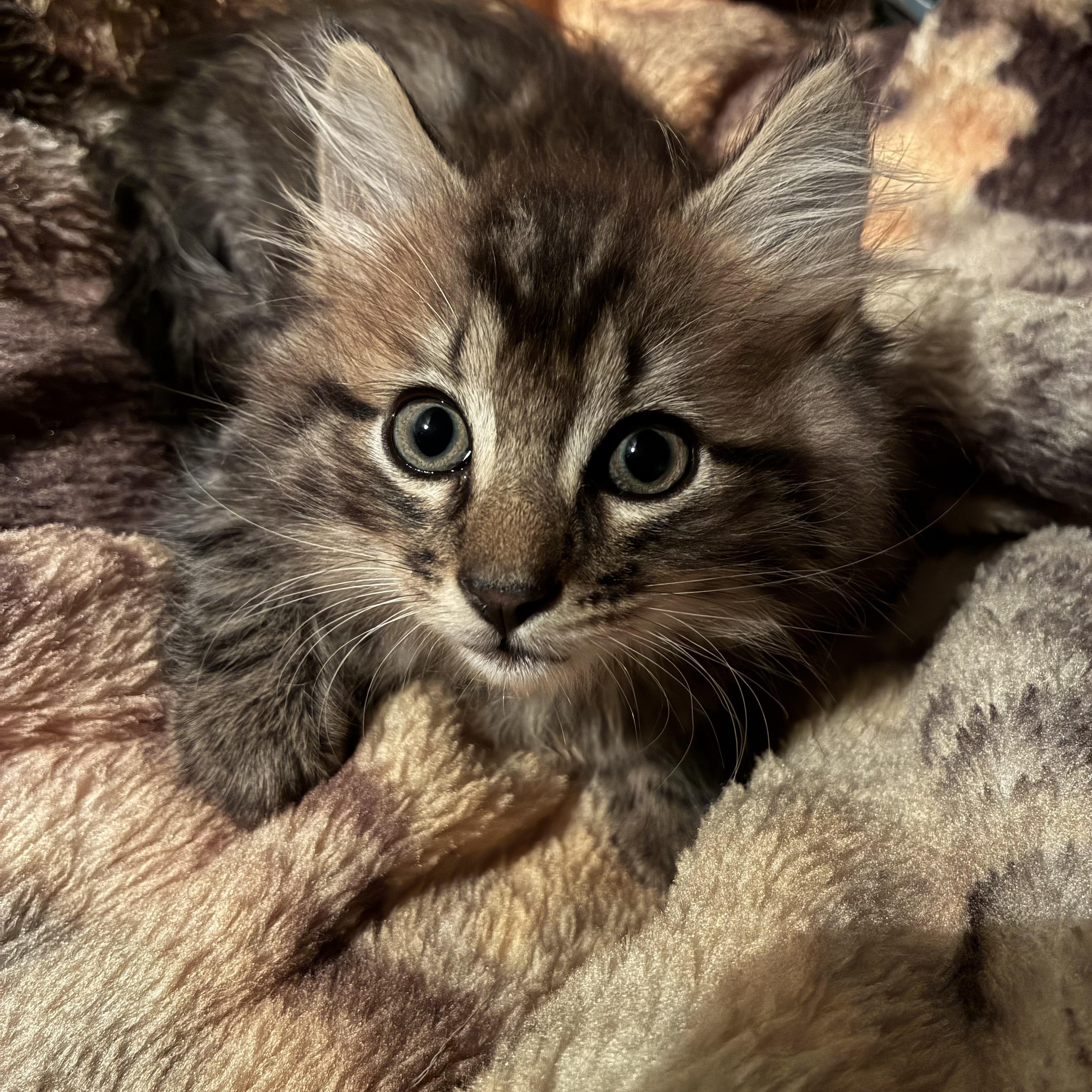 Enlarge Archer, a Adopted mixed breed in Haines city, FL image 1/3